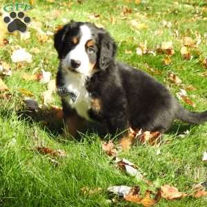 jasper, Bernese Mountain Dog Puppy